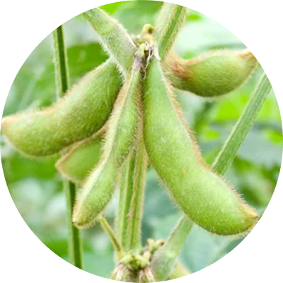 sustainable-production